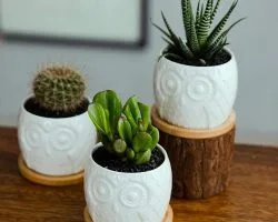 Amazon: $4.99 Ceramic Succulent Flower Pot