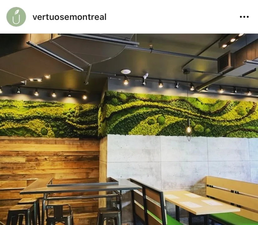 Buy plants in Montreal at Vertuose