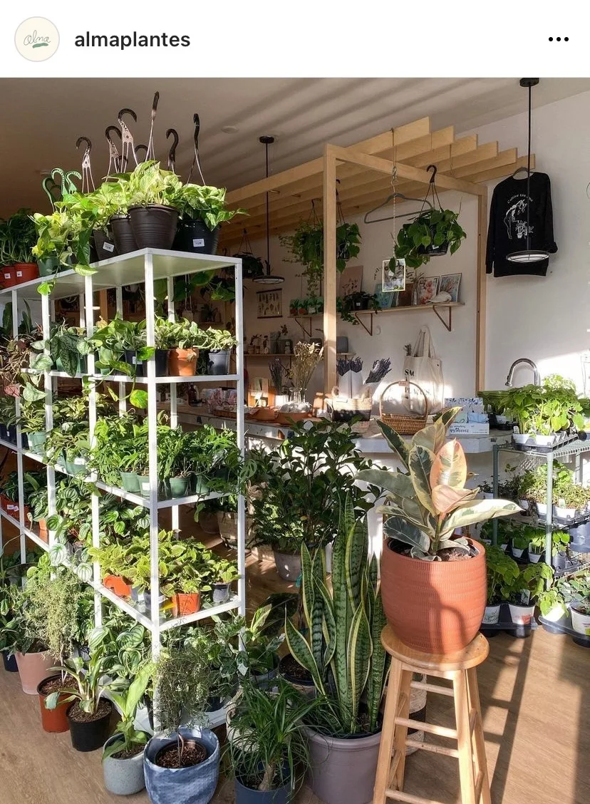 Buy plants in Montreal at Alma Plantes